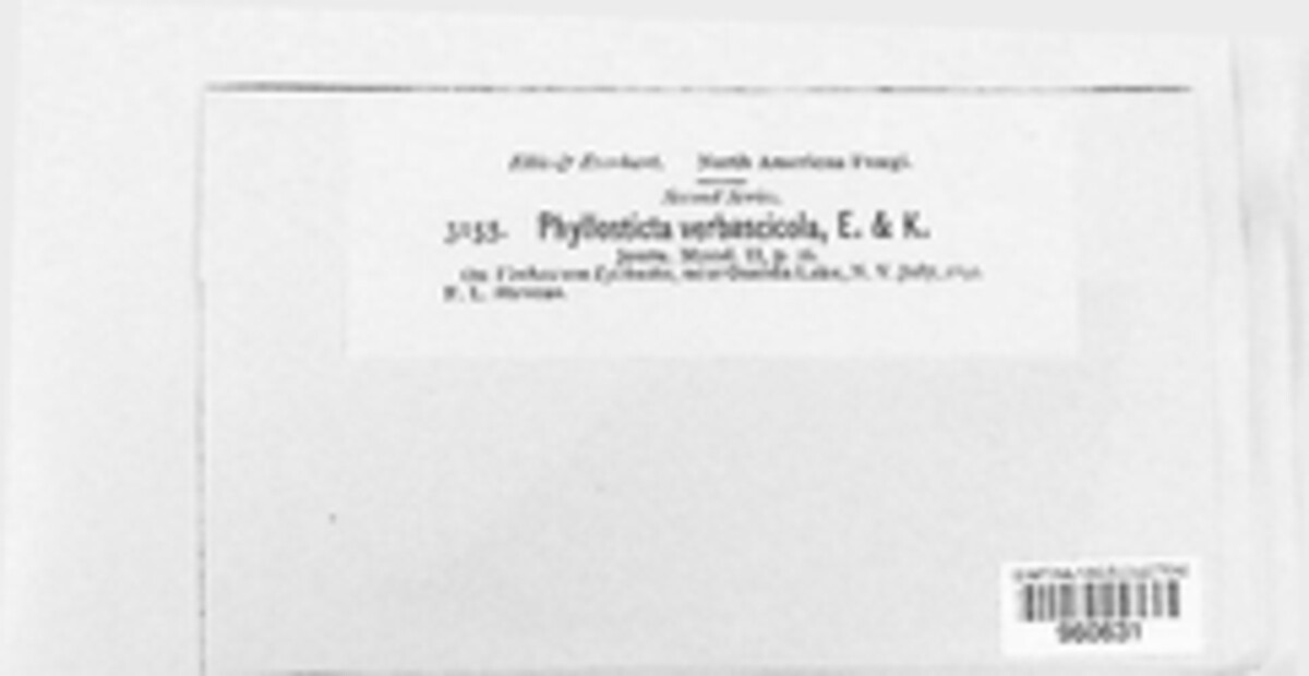 Heterophoma verbasci-densiflori image